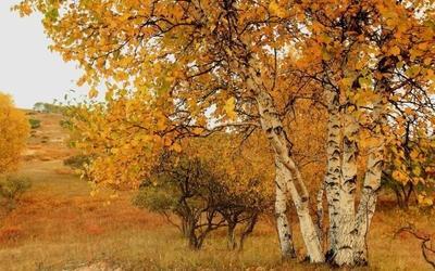 在秋季热烈绽放自己的白桦树图片