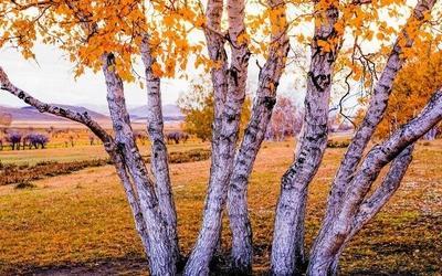 在秋季热烈绽放自己的白桦树图片