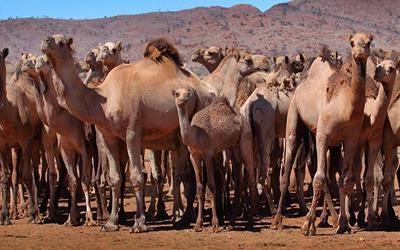 澳大利亚骆驼图片