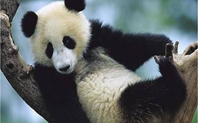 树枝上的熊猫图片