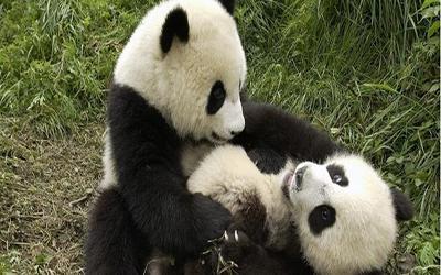 熊猫打架图片