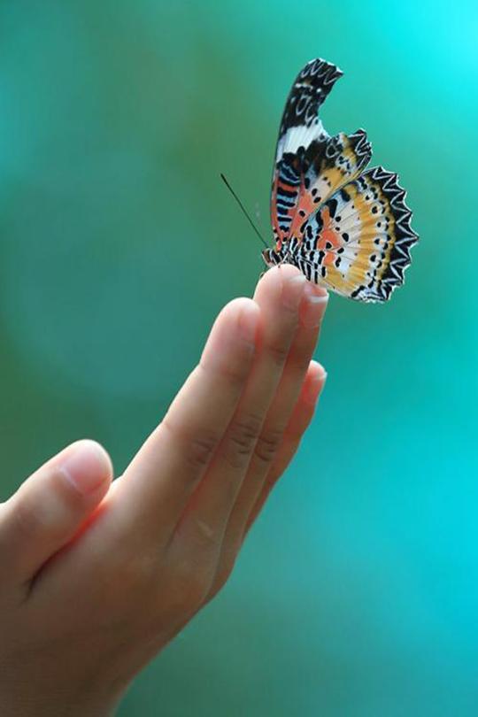 指尖上的蝴蝶唯美图片