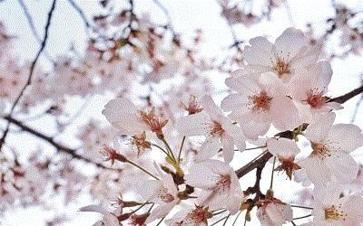 樱花壁纸风景图片