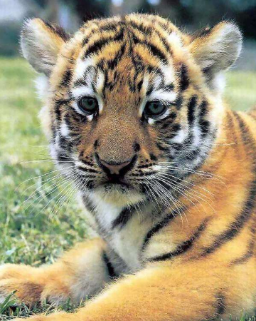 超可爱的小老虎图片