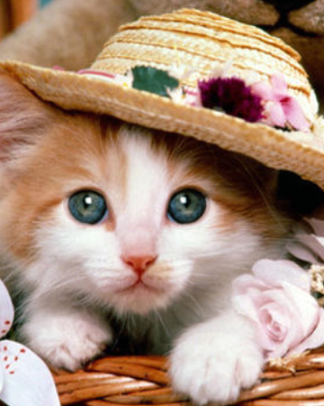 史上最可爱的猫咪图片