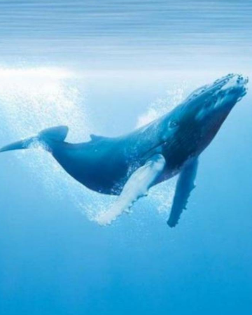 鲸落唯美图片