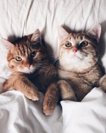两只猫咪图片情侣头像