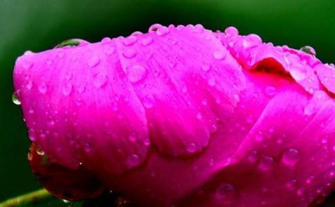 雨中花朵唯美图片大全 怀着美好的祝愿采摘